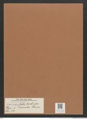 Navicula lata var. minor Grun. (de-Toni-Nr.: Genus 1, Species 32) Zeichnungen Sammlung Grunow Mappe 00025 (Herbarium_W_Grunow_drawings_Folder_00025)